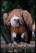 medium_vautour2.jpg